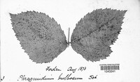 Phragmidium effusum image